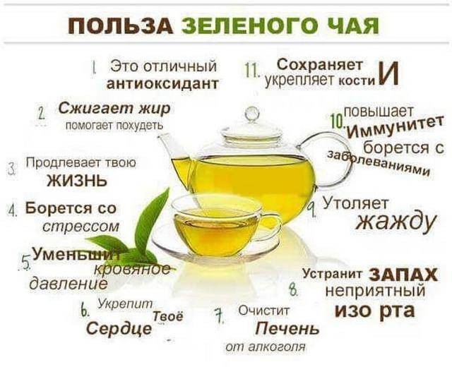 Зеленый чай повышает или понижает артериальное давление у человека, можно ли его принимать при гипертонии и как он влияет на пульс?