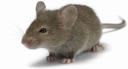 Исследование пива на мышах