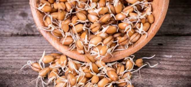 Пшеничный самогон: как правильно сделать?