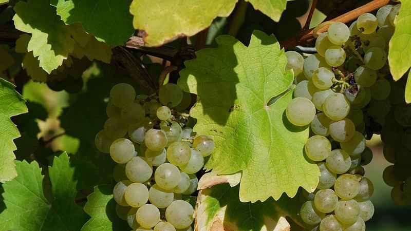 Из каких французских и кубанских сортов винограда делают коньяк