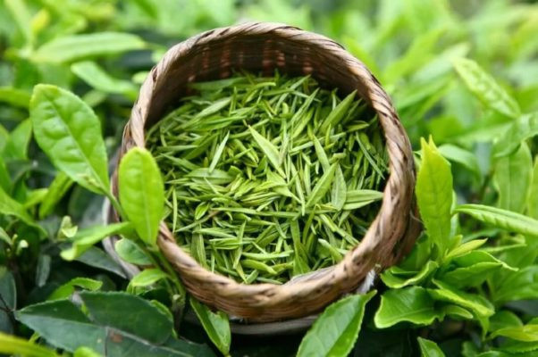 зеленый чай повышает или понижает артериальное давление